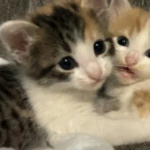 Profile photo of mariam